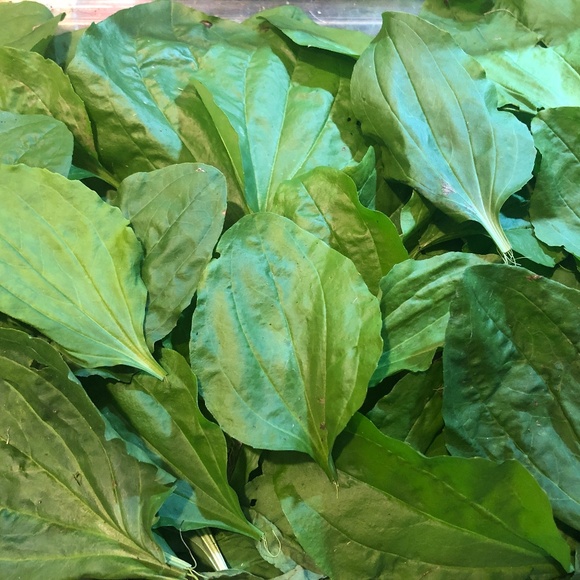 FRESH PICKED to ORDER~ Broadleaf Plantain Leaves~ Wild & Clean! Medicinal Herb - Picture 1 of 3